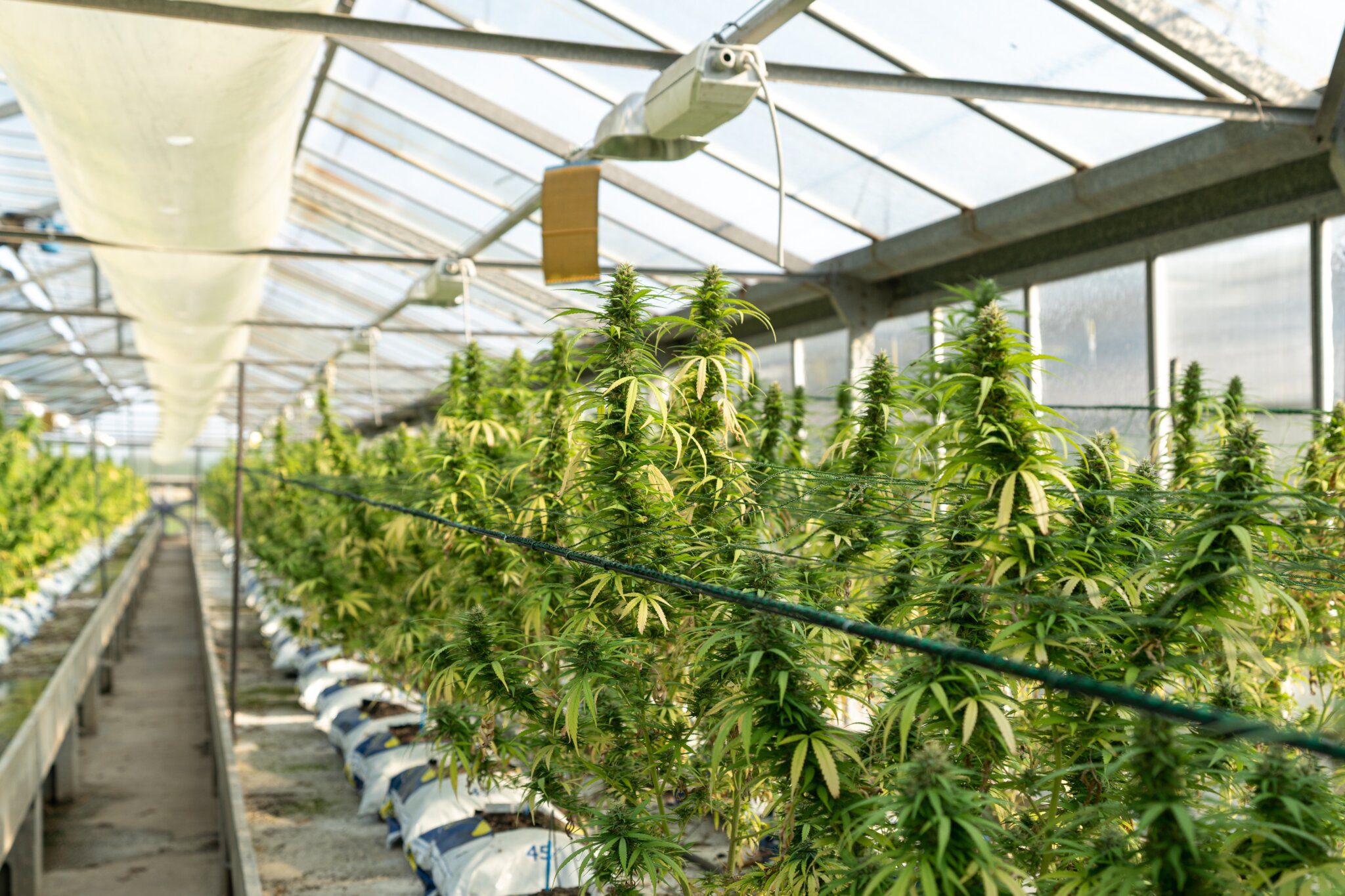 Cannabis for health cannabis production